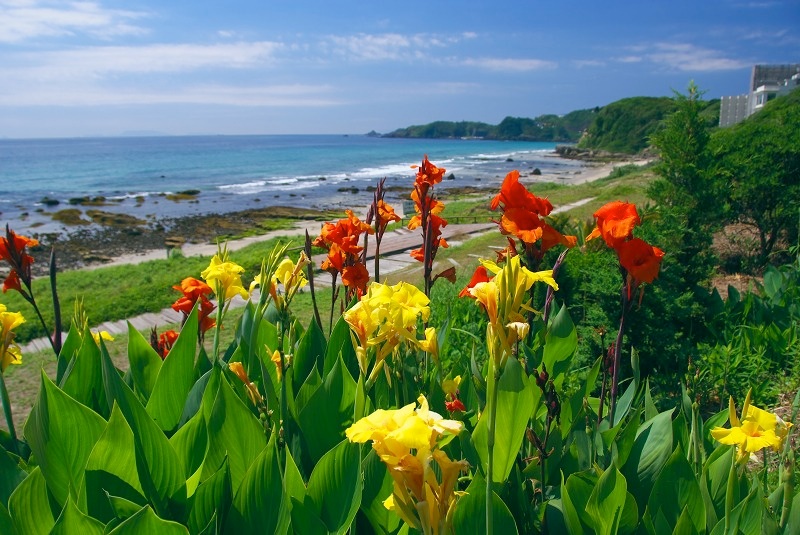 花咲く風景 カンナの花咲く海岸にて 白浜中央海岸