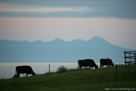 知床連山ををバックに草を食む牛たち